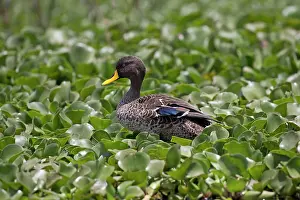 Naivasha: Yellow-billed duck