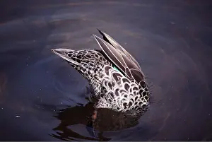 Upside: Yellow-Billed Duck - upended