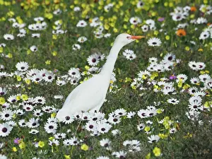 Egret: Yellow-billed egret (Mesophoyx intermedia) in the