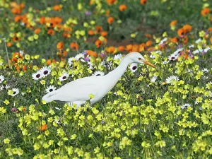 Egret: Yellow-billed egret (Mesophoyx intermedia) in the