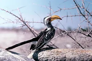 Leucomelas: Yellow-billed Hornbill