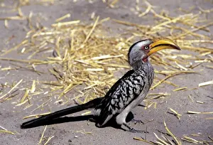 Leucomelas: YELLOW-BILLED HORNBILL