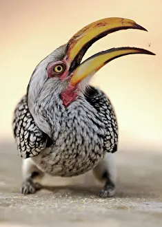 Tockus: Yellow-Billed Hornbill