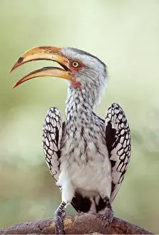 Hornbill: YELLOW-BILLED HORNBILL - beak open
