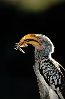 Flavirostris: Yellow-billed HORNBILL - with insect prey in beak