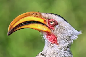 Hornbill: Yellow-billed hornbill, Kruger National Park, southern