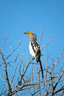 Tockus: Yellow-billed Hornbill - Sitting on branch with beak open