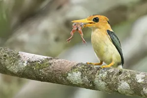 Catch: Yellow-billed Kingfisher (Syma torotoro) perched on a branch in Papua New Guinea