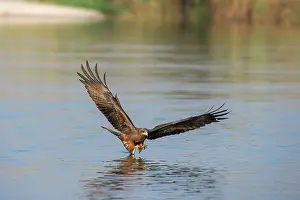 Vittatus: Yellow-Billed Kite