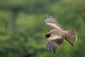Rainfall: Yellow-billed Kite - In flight during heavy rainfall