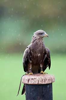 David Kilbey: Yellow-billed Kite - Single adult perching on post