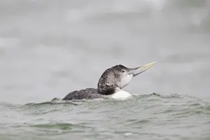 Loon: Yellow-billed Loon, Yellow-billed Diver - swimming