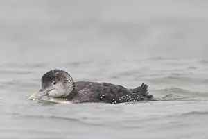 Loon: Yellow-billed Loon, Yellow-billed Diver - swimming