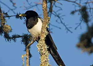 Pica: Yellow-billed Magpie - perched in tree. Endemic