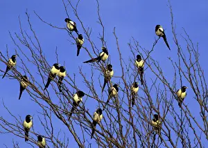 Flocking: Yellow-Billed Magpies