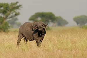 Buphagus: Yellow-billed Oxpecker