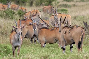 Buphagus: Yellow-billed Oxpecker