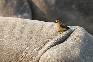 Buphagus: Yellow-billed Oxpecker
