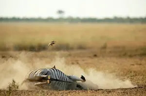 Buphagus: Yellow-billed Oxpecker