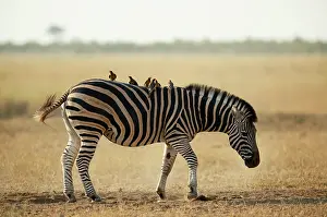 Relationship: Yellow-billed Oxpecker