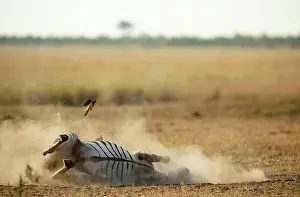 Buphagus: Yellow-billed Oxpecker