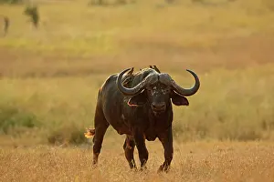 Buphagus: Yellow-billed Oxpecker