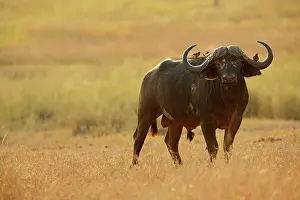 Buphagus: Yellow-billed Oxpecker