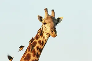 Relationship: Yellow-billed Oxpecker