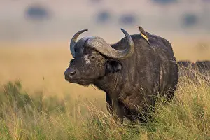 Buphagus: Yellow-billed Oxpecker