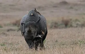 Buphagus: Yellow-billed Oxpecker