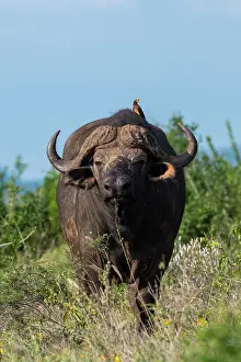 Caffer: Yellow-billed oxpecker (Buphagus africanus) on a