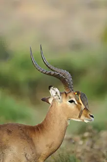 Picking: Yellow-billed Oxpecker (Buphagus africanus) fee
