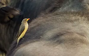 Caffer: Yellow-billed Oxpecker - on the back of a Cape Buffalo