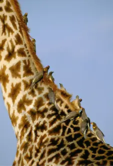 Operation: Yellow-billed OXPECKER - flock with giraffe