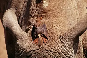 Oxpeckers: Yellow-billed OXPECKER - Sunbathing on White Rhino