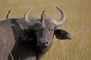 Buphagus: Two Yellow-billed oxpeckers, Buphagus africanus