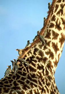 Neck: Yellow-billed Oxpeckers - foraging on giraffe for