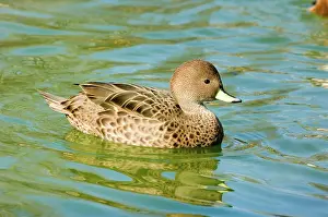 Pintail: Yellow-billed Pintail