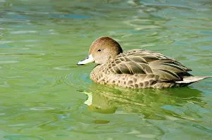 Pintail: Yellow-billed Pintail
