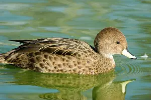 Pintail: Yellow-billed Pintail