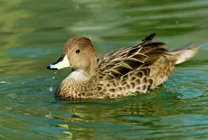 Pintail: Yellow-Billed Pintail