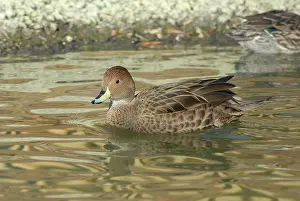 Pintail: Yellow-billed Pintail