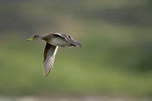 Mary: Yellow-billed Pintail, Anas georgica, flying