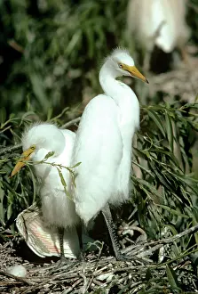 Plumed: Yellow-billed / Plumed Egret - young at nest