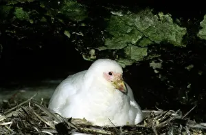 Sheathbill: Yellow-billed Sheathbill - nesting under rock