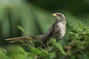 Gambia: Yellow-billed Shrike