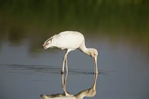 Flavipes: Yellow-billed Spoonbill