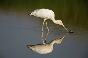 Flavipes: Yellow-billed Spoonbill