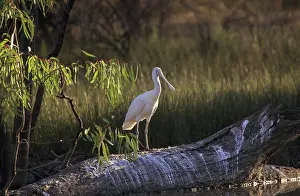 Flavipes: Yellow-billed Spoonbill