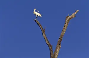 Flavipes: Yellow-billed Spoonbill